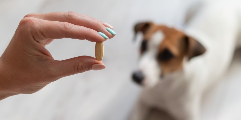 Which Supplements Are Right for My Dog?