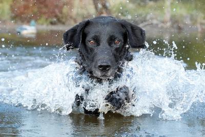 Senior Dog in water