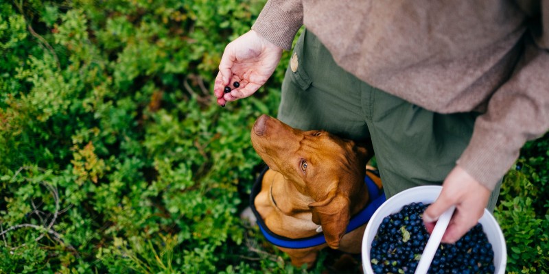 Can Dogs Eat Berries?