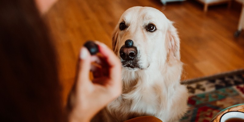 Can Dogs Eat Blueberries?