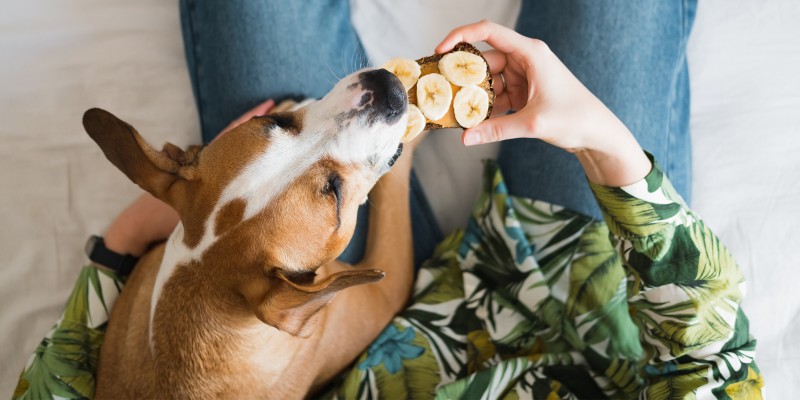 Can Dogs Have Fruits?