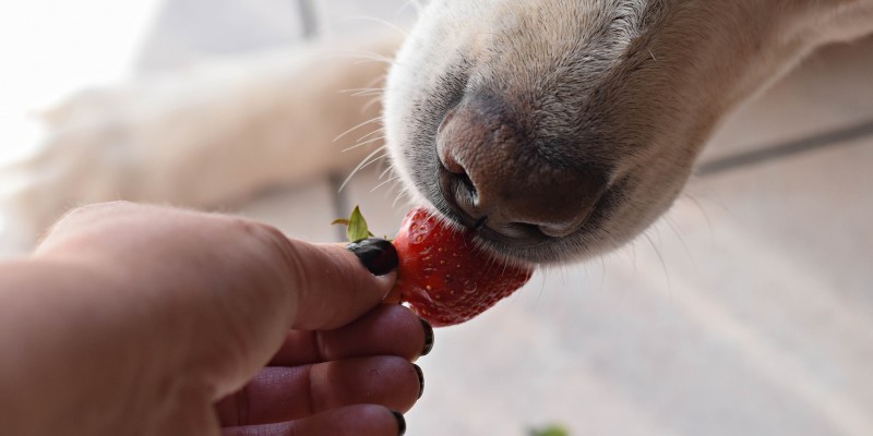 Can Dogs Eat Strawberries?