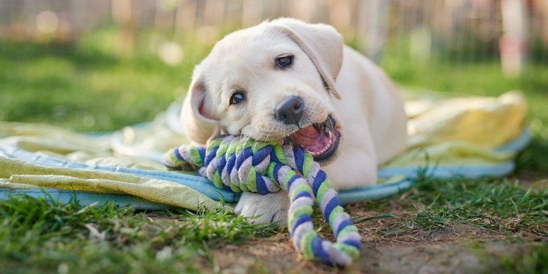 Caring for Dog Teeth at Different Ages