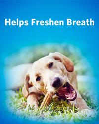 helps freshen breath