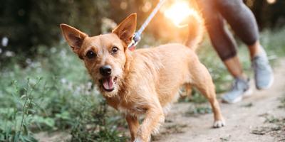 A dog is seeing to the camera