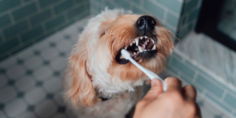 Dog Dental Health Basics