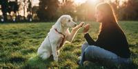 Dog Hand Signals