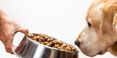 A dog sniffs the food