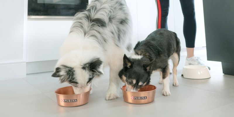 Sources of Dietary Fiber for Dogs