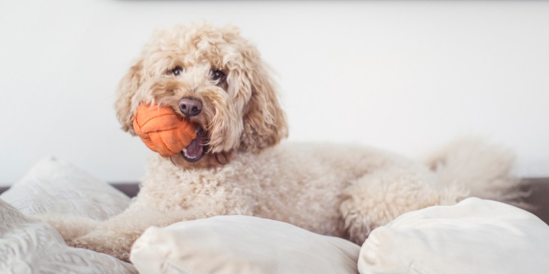 5 Games to Play With Your Dog