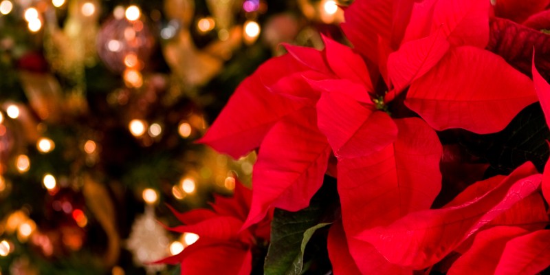 5 Holiday Plants Poisonous to Dogs