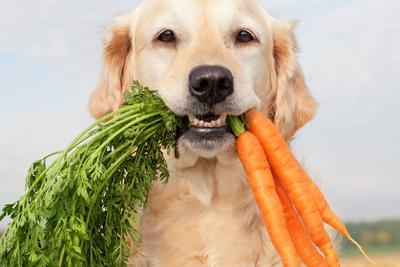 natural vs holistic dog food