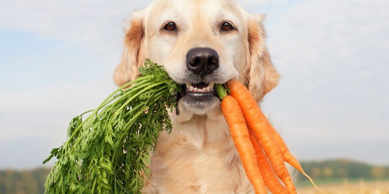 Natural Dog Food vs. Holistic Dog Food: What’s the Difference?