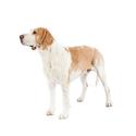 American Foxhound