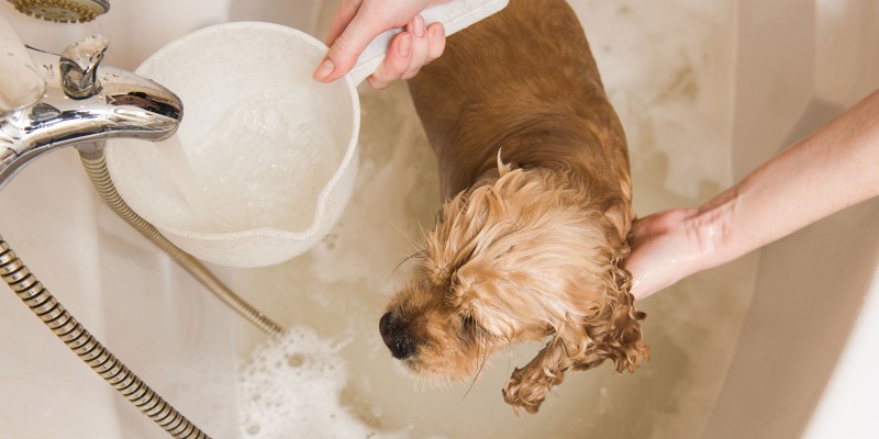 How Often Should I Bathe My Puppy?