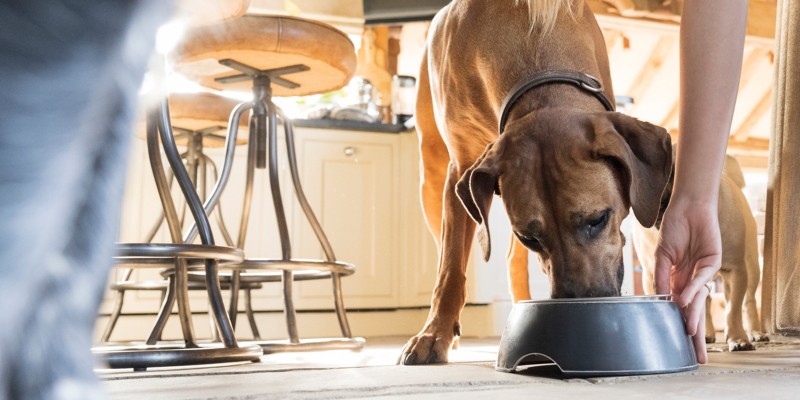 How to Choose a Healthy Dog Food