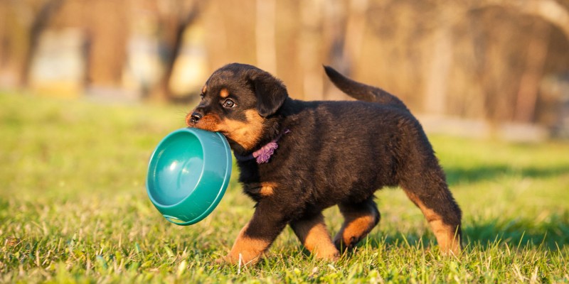 How to Choose the Best Dog Bowl