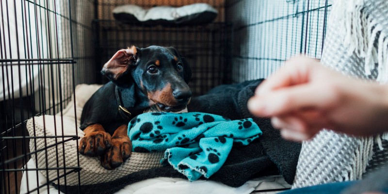 How to Crate Train Your Puppy