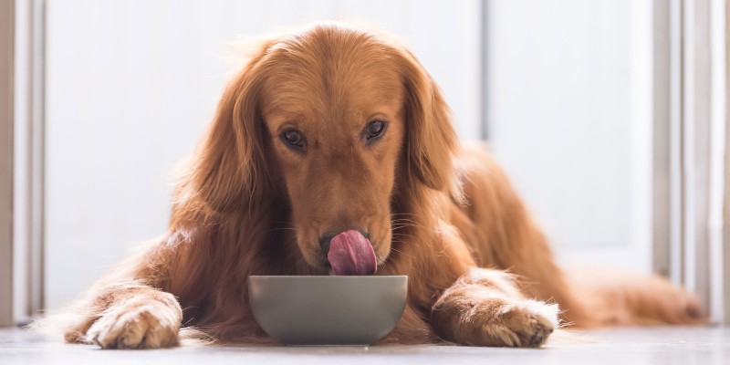 How Do I Find Out About Dog Food Recalls?