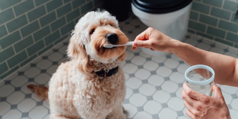 How to Keep a Dog’s Teeth Clean