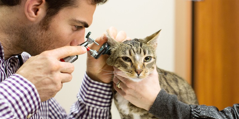Hypertension & High Blood Pressure in Cats