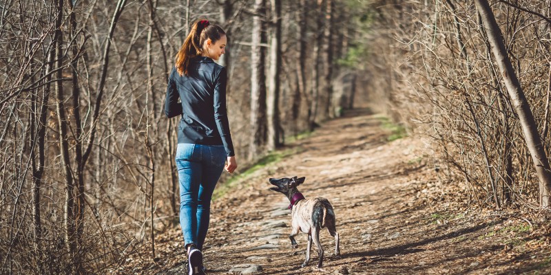 How to Keep Your Dogs Joints Healthy