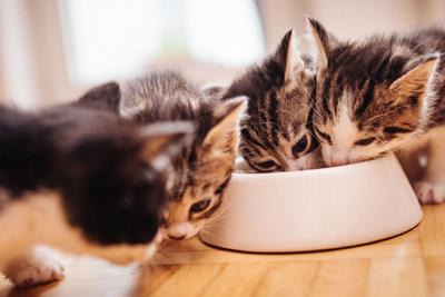 Kittens eat from a bowl