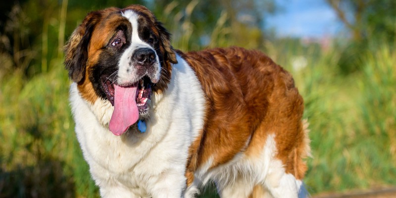 How to Choose the Best Large Breed Dog Food