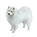 American Eskimo Dog