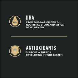 dha antioxidants