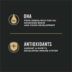 dha antioxidants