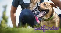 person and dog in grass, Petfinder logo