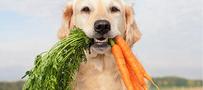 Dog holding carrots in his teeth