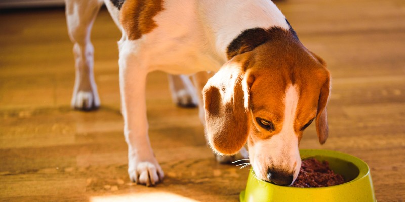 Should I Feed My Dog Wet Dog Food?