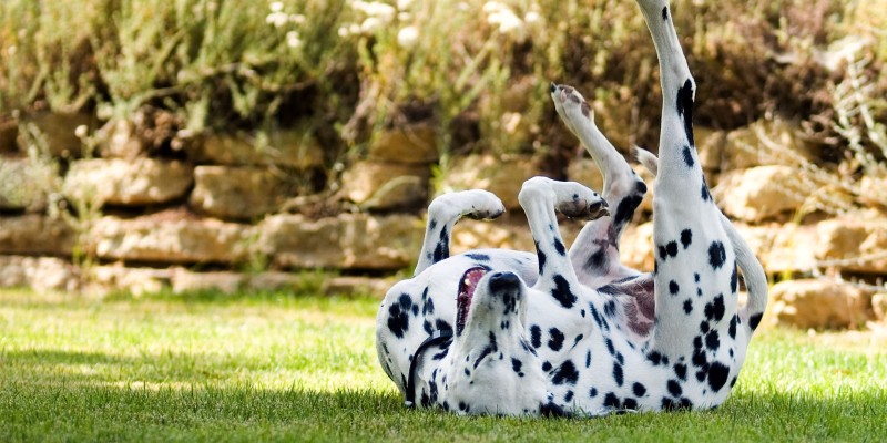 Dog Sensitive Skin: Causes & Treatment