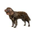 American Water Spaniel