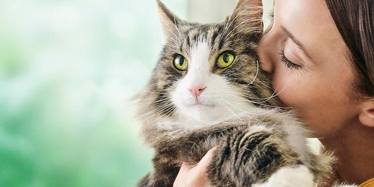 Major Breakthrough In Managing Cat Allergens Hero Banner