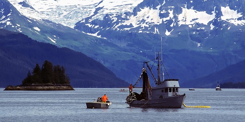 We Source Salmon With Alaskan Ecosystems in Mind - Purina 