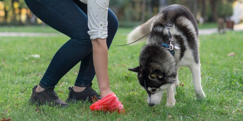 What Does Healthy Dog Poop Look Like?