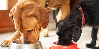 two dogs eating from their dog bowls