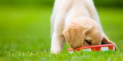 Golden retriever puppy eating