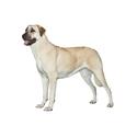 Anatolian Shepherd Dog