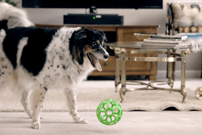 Senior Dog Playing With Ball