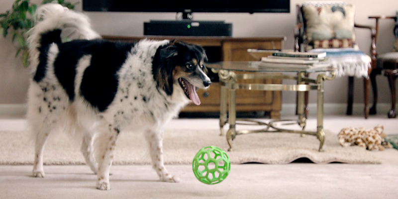 How a 10 Year Old Senior Dog Gets to Play Soccer Again