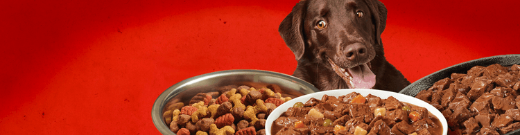 three different Alpo dog food formulas in front of happy chocolate lab on red background