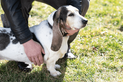 Senior Basset Hound Sierra