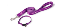 purple leash and collar